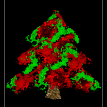 The RPE Christmas Tree: RPE cells with fluorescent reporters (Lyndsay Leach, Roxanne Croze, Dave Buchholz).