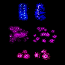 Neural Rossetes from stem cells on the left and actual flowrs on the right (Dave Buchholz, 2009.)