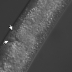 DIC image of Coele