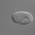 DIC comma stage embryo