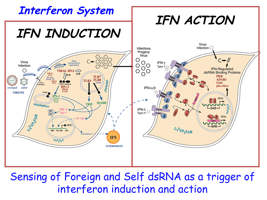 Activation of NF-KappaB by PKR