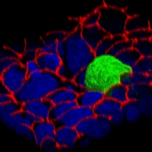 MDCK cell sheet