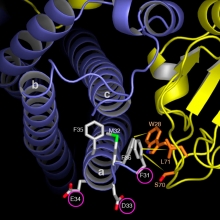Structural model of syntaxin 3 / munc18b complex